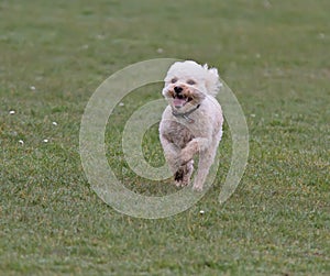 Cavapoo dog running