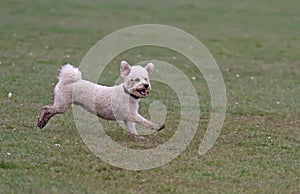 Cavapoo dog running