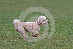 Cavapoo dog running