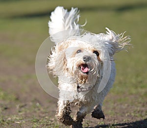 Cavapoo Dog Running to Camera photo