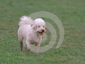 Cavapoo dog walking