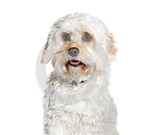 Cavapoo is a mix cavalier King Charles Spaniel with Poodle, wearing a collar, isolated on white