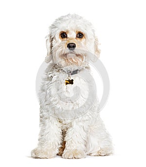 Cavapoo is a mix cavalier King Charles Spaniel with Poodle, wearing a collar, isolated on white