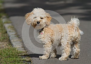 Cavapoo puppy