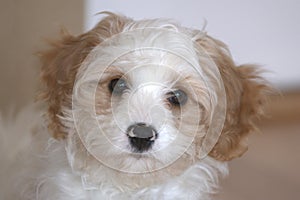 Cavapoo puppy