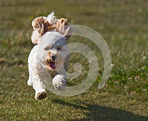 Cavapoo puppy running.