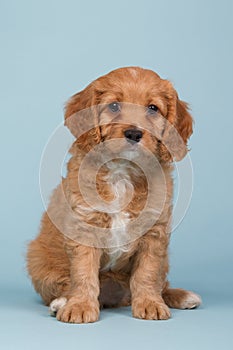 Cavapoo puppy sitting on a blue background photo