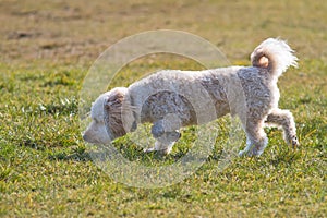 Cavapoo puppy smelling