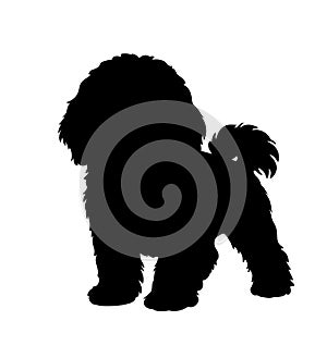 Cavapoo silhouette