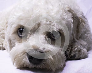 Cavapoo Toy Dog