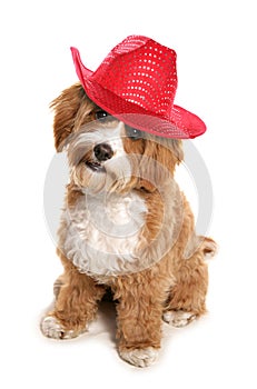 Cavapoo wearing red cowboy hat