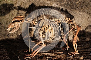 Cave Bear Skeleton