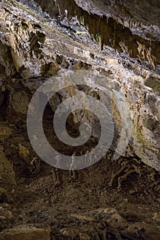 Cave bear skeleton