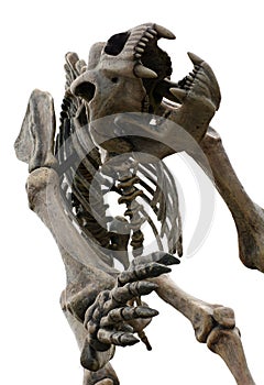 Cave bear skeleton prehistoric