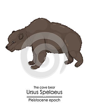 The cave bear Ursus Spelaeus