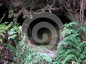 A cave beneath the roots of a tree with ferns