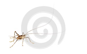 Cave Crickets , Rhaphidophoridae specie, isolated on white