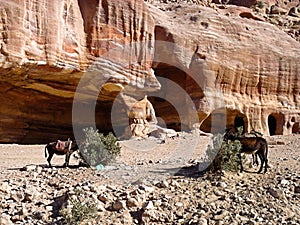 Cave dwellings in Petra Kingdom of Jordan