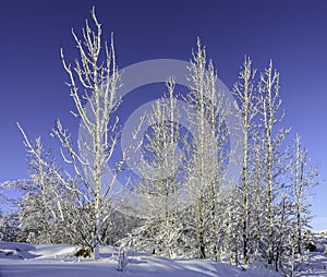 Cave forest    _ISM5000