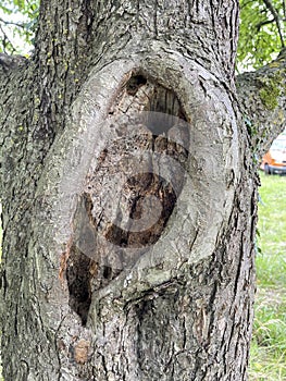 Cave, hole in an old gnarled tree, refuge for animals