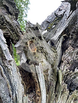 Cave, hole in an old gnarled tree, refuge for animals