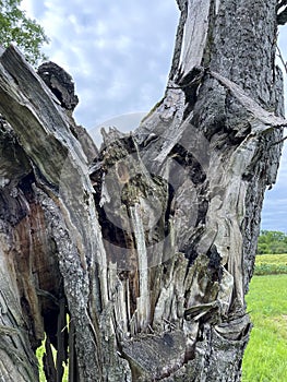 Cave, hole in an old gnarled tree, refuge for animals