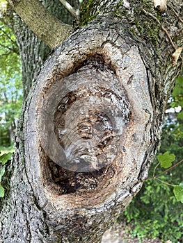 Cave, hole in an old gnarled tree, refuge for animals