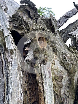 Cave, hole in an old gnarled tree, refuge for animals