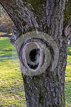 Cave, hole in old gnarled tree, shelter animals
