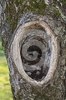 Cave, hole in old gnarled tree, shelter  animals