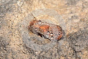 Cave moth, Scoliopteryx libatrix