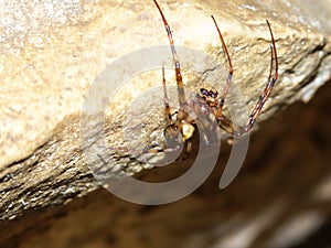 Cave orb weaver (Meta ovalis) photo