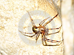 Cave orb weaver (Meta ovalis)