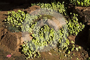 Thriving Cave Plants