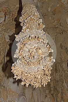 Cave Popcorn Stalactite