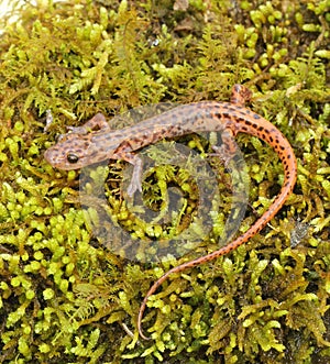Cave Salamander photo