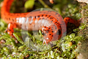 Cave Salamander Portrait photo