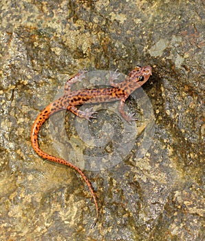 Cave Salamander photo