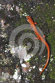 Cave Salamander