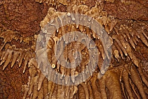 Cave stalactite closeup