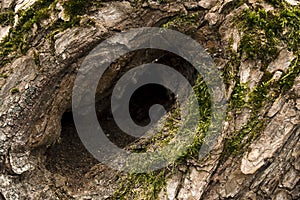 Cave in tree