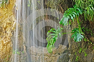 Cave, waterfall and aquatic plant in Parque Genoves, Cadiz