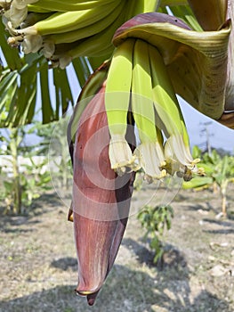 Cavendish banana flowers at the top of its young fruits