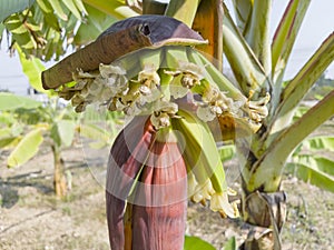 Cavendish banana flowers at the top of its young fruits