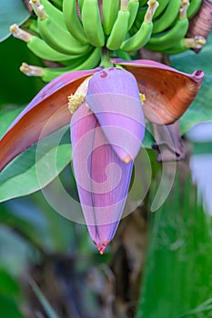 Cavendish banana Musa acuminata flowers and bananas in Hawaii photo