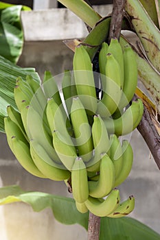 Cavendish Banana on tree.