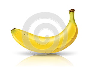Cavendish thai Banana, realistic design isolared on white background