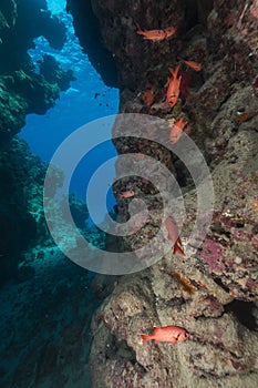 Cavern and aquatic life in the Red Sea.