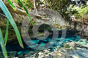 A natural swimming pool at the Cristalino cenote near Tulum, Mexico. photo