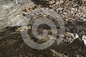 Caves at Natural Bridge